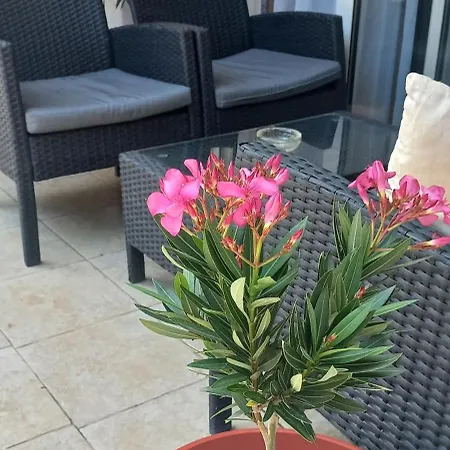 Apartment Morska Oaza Budva